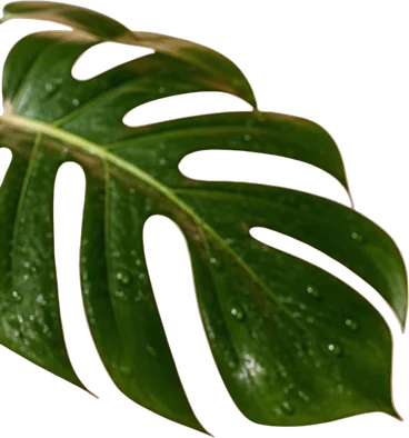 Monstera leaf with water drops separated as its own transparent layer